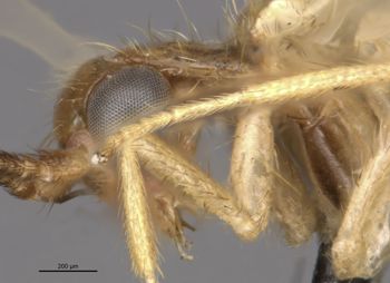Media type: image;   Entomology 11934 Aspect: head lateral view